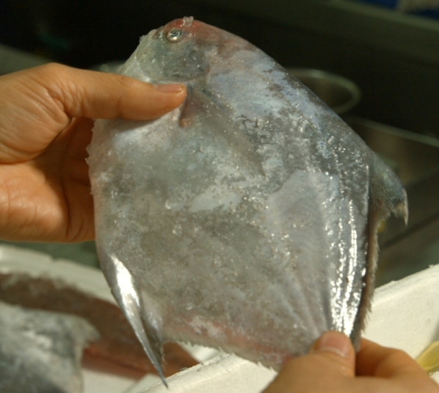 新手也能成功的红烧鲳鱼,减肥红烧鲳鱼