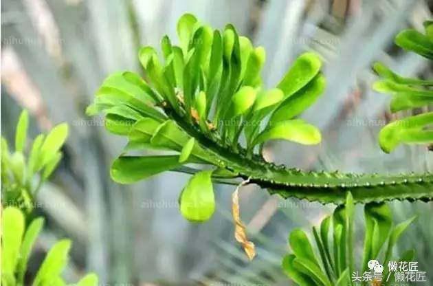 有毒有害的花草有哪些,千万不要碰的10种毒虫