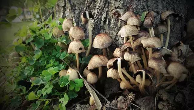 魔都各大高校里竟藏了这么多人少景美的秘密好地方,假期约起来!