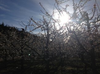 新西兰全景巴士,那些自驾游来不及知道的事儿(北岛+南岛超多公共交通实用信息各类购票详细教程InterCity)