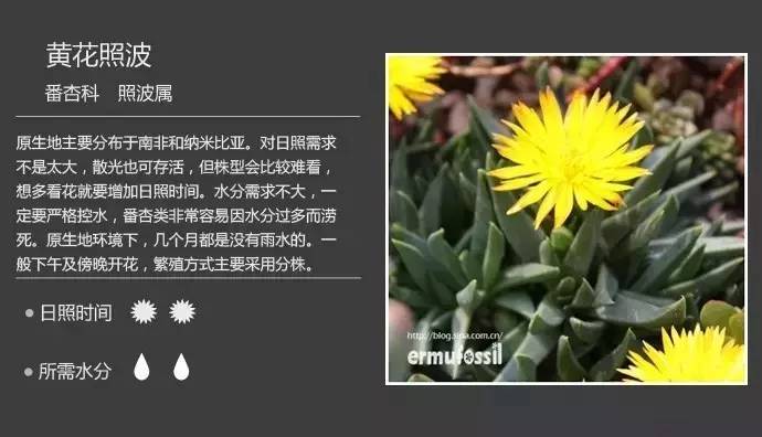 所有多肉植物的名字大全及图片,多肉植物的各种名字大全集