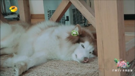 井柏然张若昀红毯,井柏然张若昀机场视频