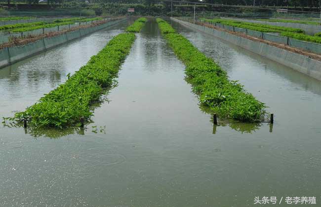 捕捉泥鳅的最佳饵料,怎么捕捉泥鳅和螃蟹