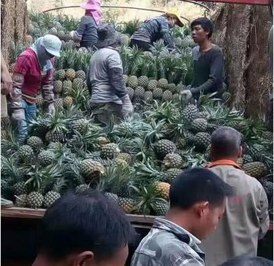 植物王国奇迹果,水果王国植物图鉴系列