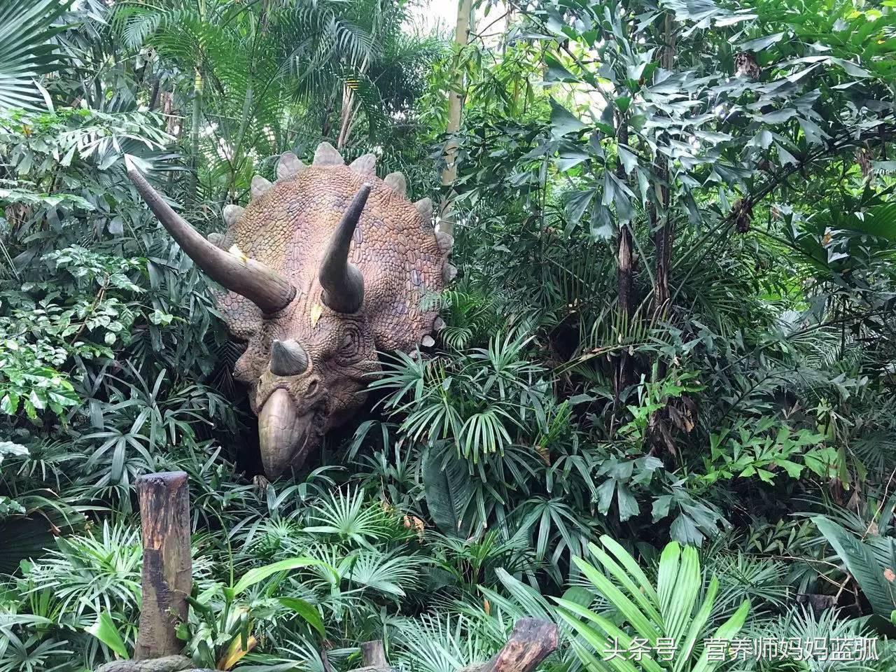 亲子游|井柏然推荐，长隆野生动物世界和海洋王国深度游记！