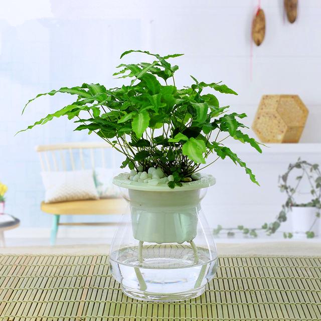 十种常见的水培植物推荐,超实用水培植物怎么养