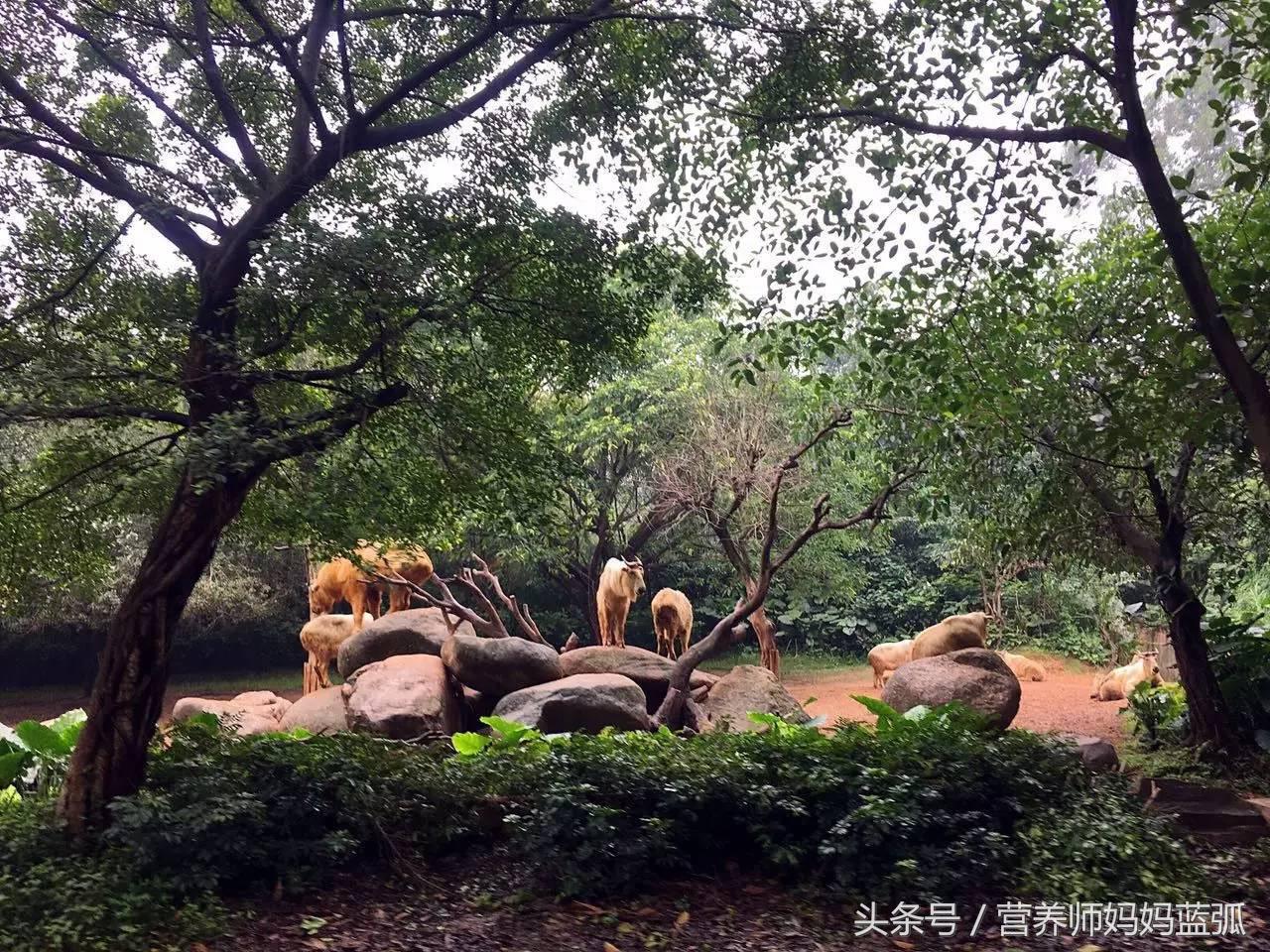 暑假长隆海洋王国游玩感受,海洋王国好玩还是长隆野生动物园