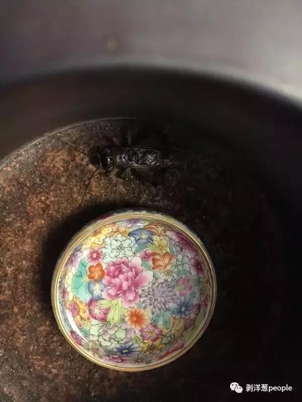 百日虫蝈蝈大概多少钱,百日虫蝈蝈价格