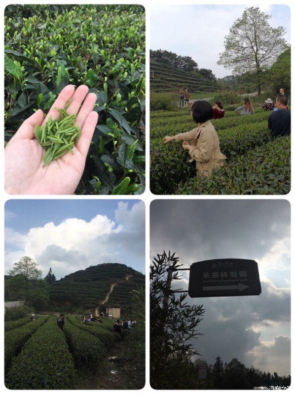 天下第一筇竹,天下第一竹林