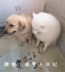 金毛和小萨在家搞破坏被铲屎发现,惨遭队友出卖独自背黑锅