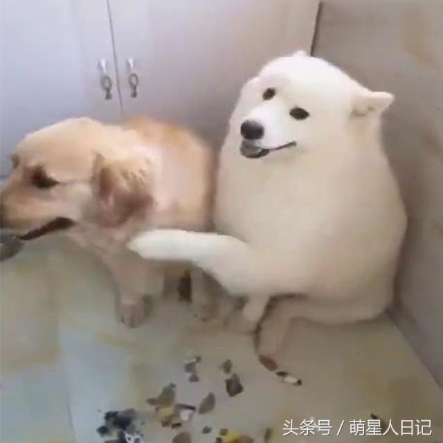 金毛和小萨在家搞破坏被铲屎发现,惨遭队友出卖独自背黑锅