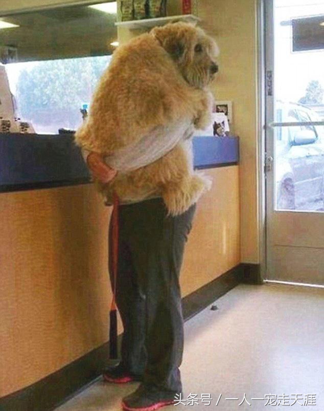 狗狗特别粘人怎么办,摸狗狗哪里最容易粘人