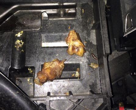 发动机舱进老鼠有什么风险,如何避免发动机舱进老鼠