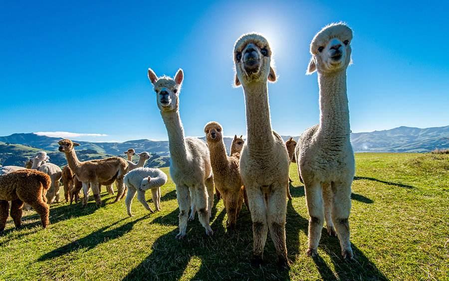 100元在新西兰必买清单,新西兰必买29件