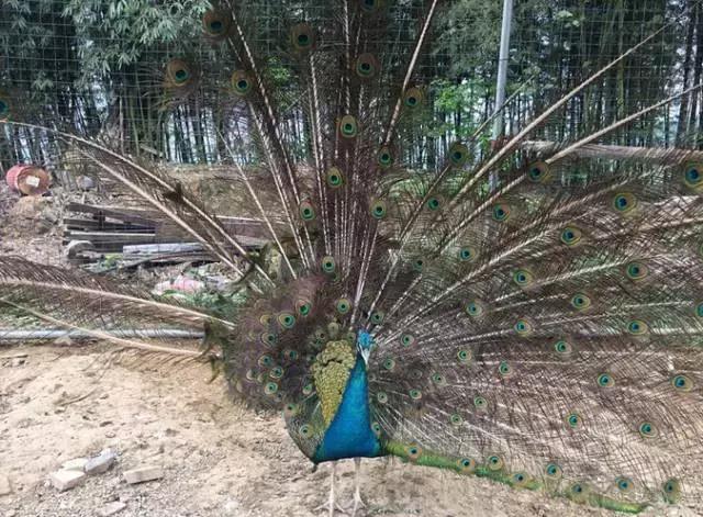 重庆农家乐旅游攻略,重庆农家乐旅游推荐