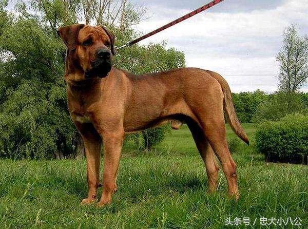 看家护院最听话的狗是什么品种,看家护院会攻击小偷的狗