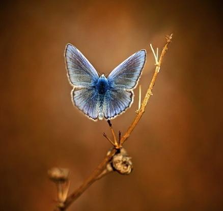 你是唯一的文案,你是唯一短句