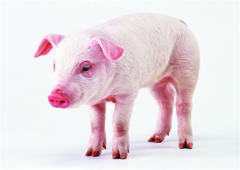 断奶仔猪光长毛不长肉,仔猪长毛不长肉