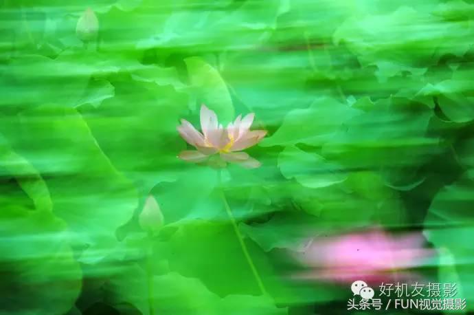 花卉创意摄影作品欣赏,花卉创意摄影十个技巧是什么