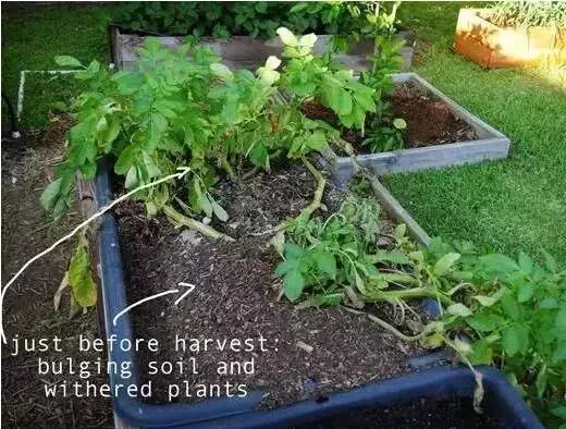 阳台蔬菜的种植方法和步骤,十大阳台蔬菜种植技巧