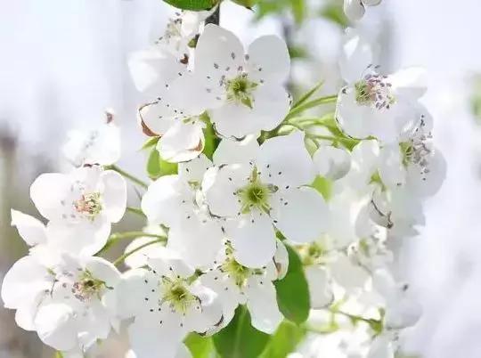 莫负春光辽宁赏花踏青攻略来了,辽宁最美十大花海