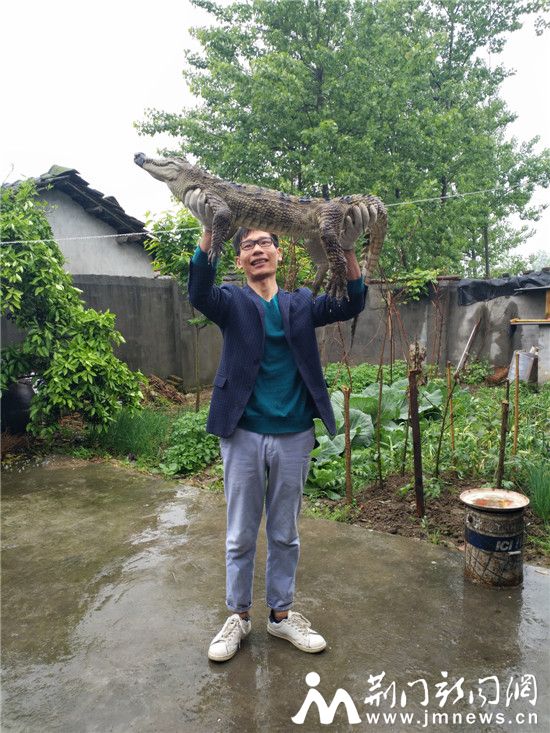 东鳄西稻的沙洋“爱恋”