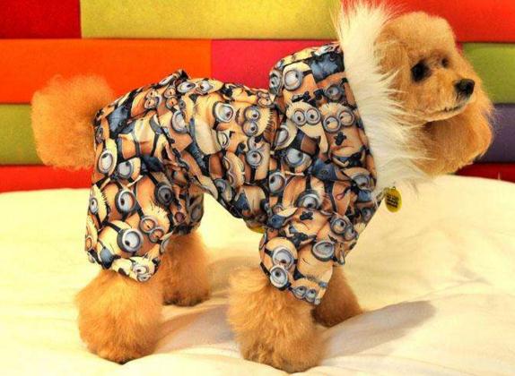 狗狗产后吃什么下奶多,狗狗产后消炎用什么药