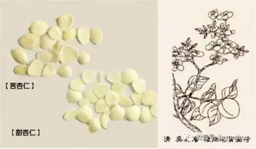 杏仁中的毒是什么毒,经常说的杏仁有毒是什么杏仁