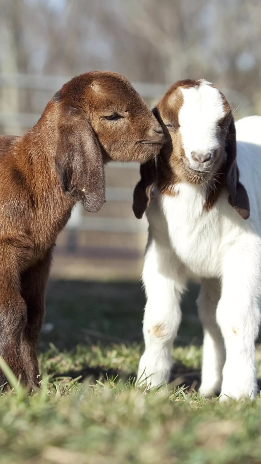 牛羊可吃，猫狗不行？