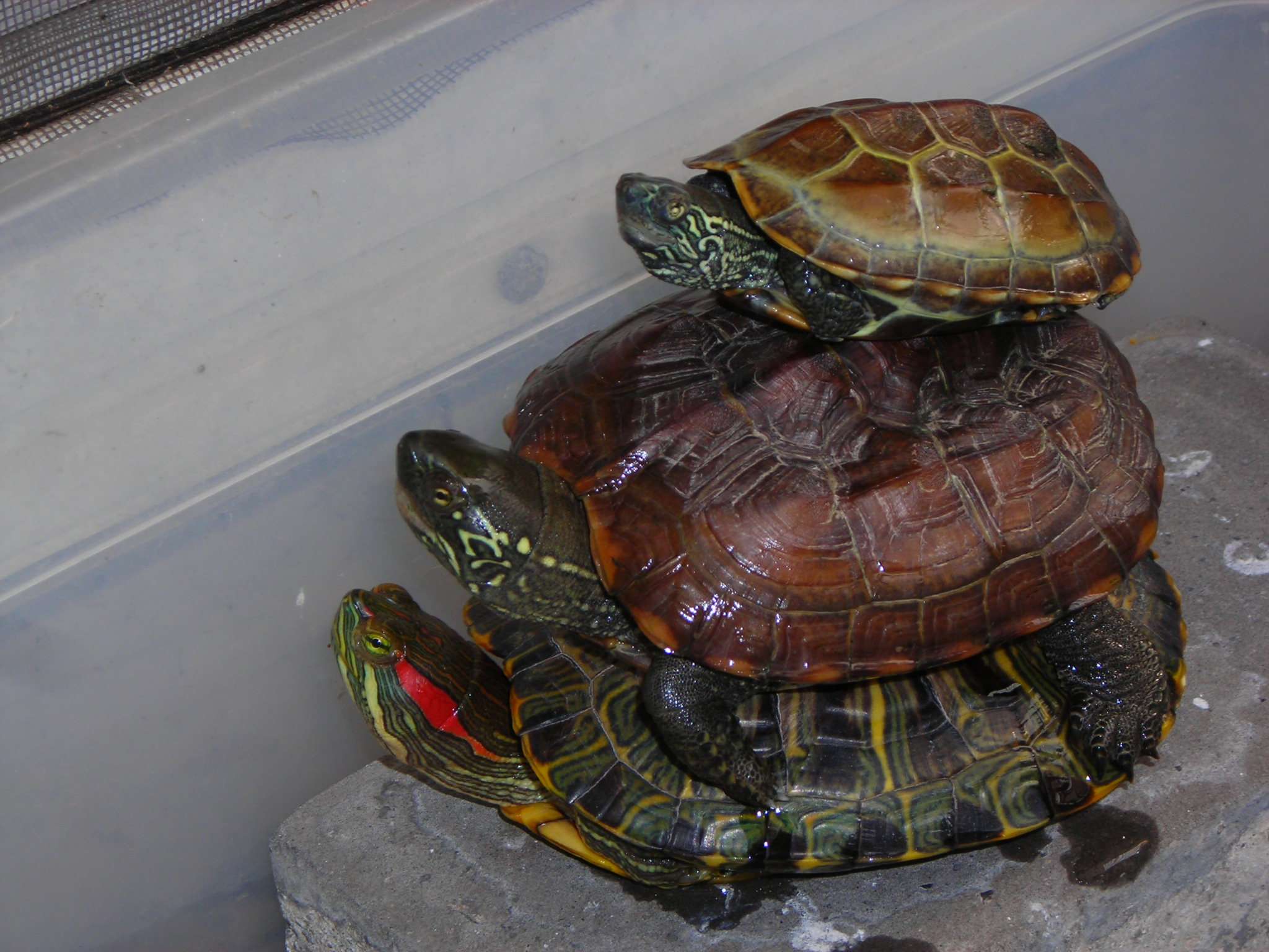 宠物医生无意间说出了多年秘密，养龟族速看