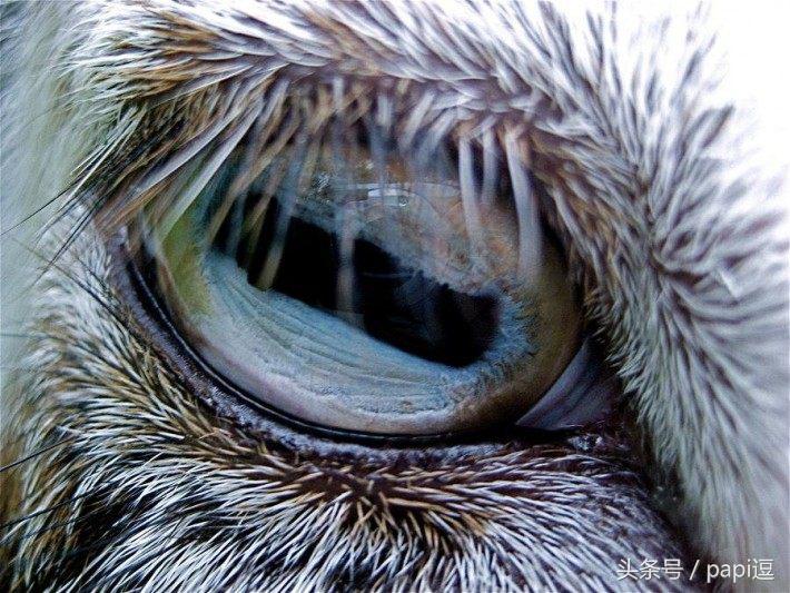 高清镜头下的眼睛看起真美，看眼睛猜动物你能猜对几个