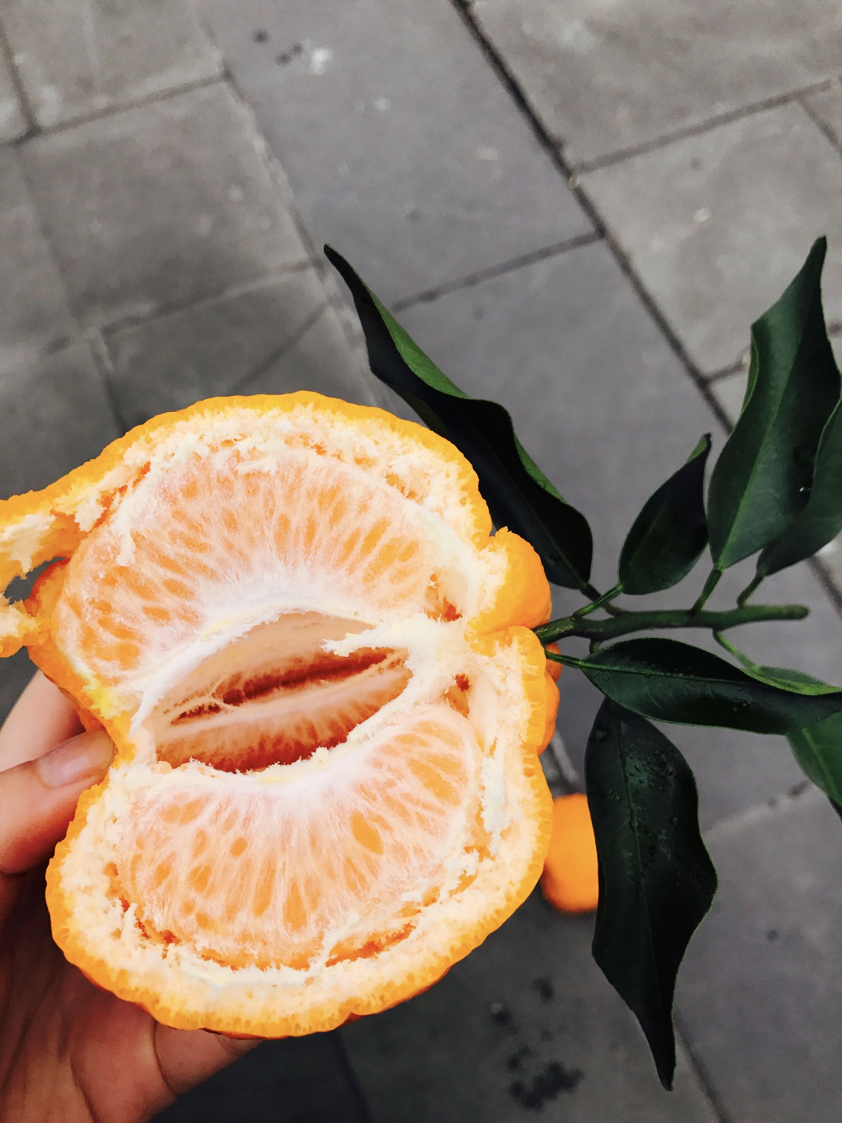 鸪鸪鸟生态农业创业团队：我是农村大学生我为自己代言