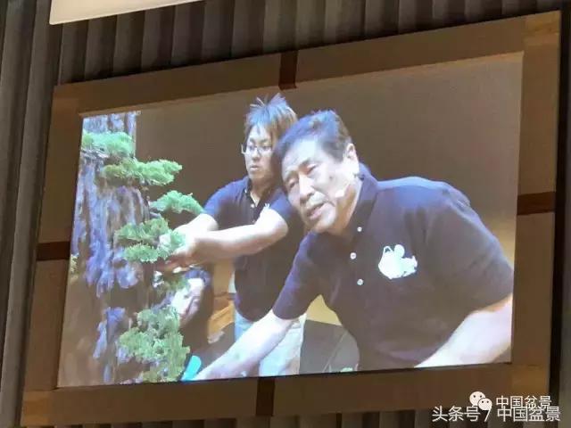 现在什么盆景最有前景,盆景创业未来前景如何