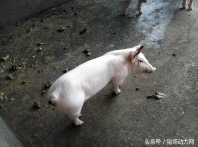 难产母猪怎样进行剖宫产手术,母猪剖腹产手术全部流程