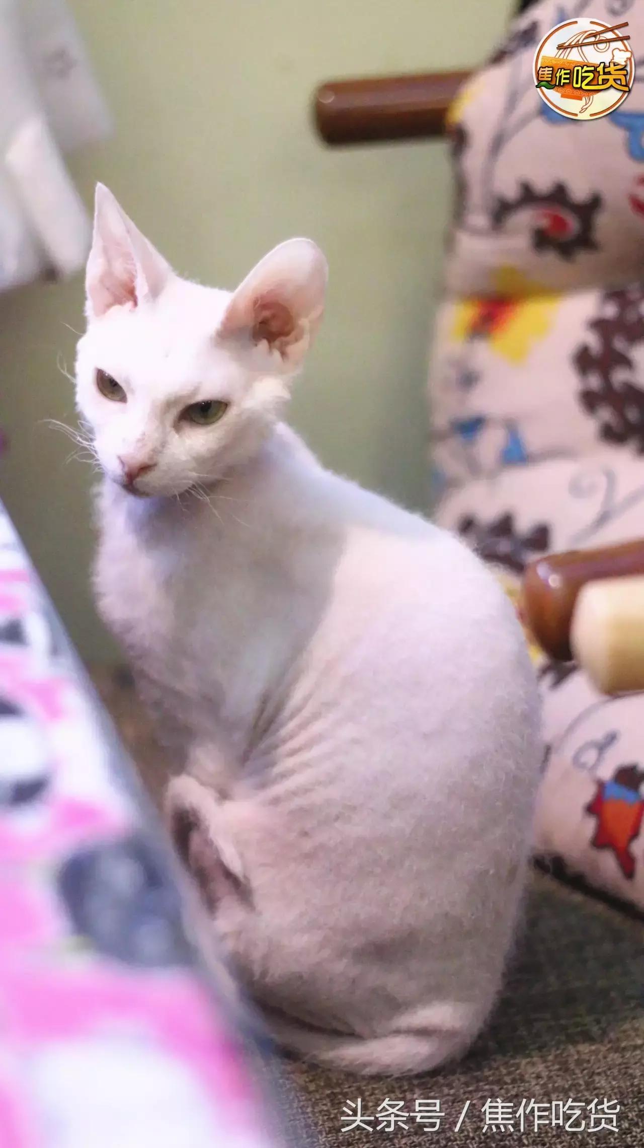 猫咖郑州焦作,焦作猫咖推荐