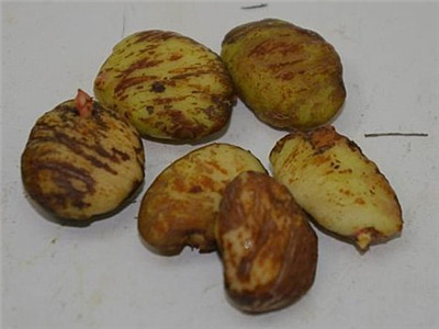 山竹的籽可以种盆栽吗,山竹果核怎么盆栽