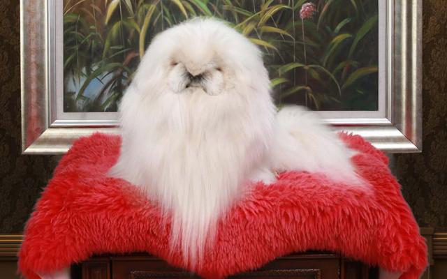 世界10大犬种藏獒排名第三,世界十种猛犬中国藏獒排名第五