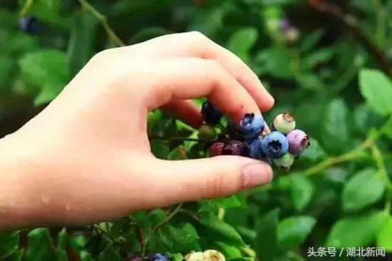 妗冨瓙鍙互鍜屽摢浜涙按鏋滃悆,鑳藉悆妗冨瓙鐨勯鐗╂湁鍝簺