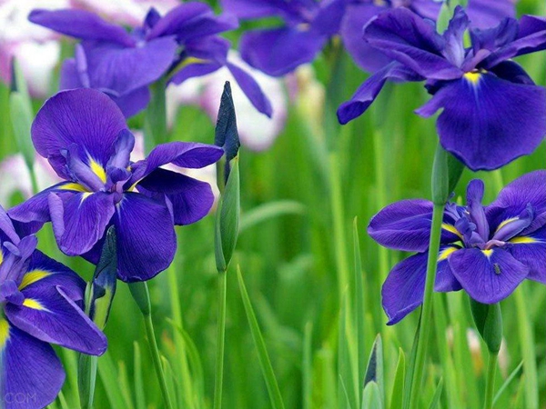 每日花语100句,每日花语蒲公英