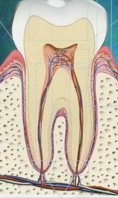 根管治疗机器多少钱,根管治疗的骗局