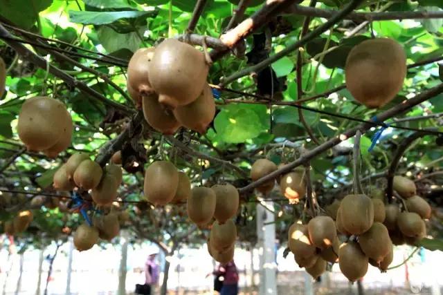 大西安真正的美景,大西安临潼