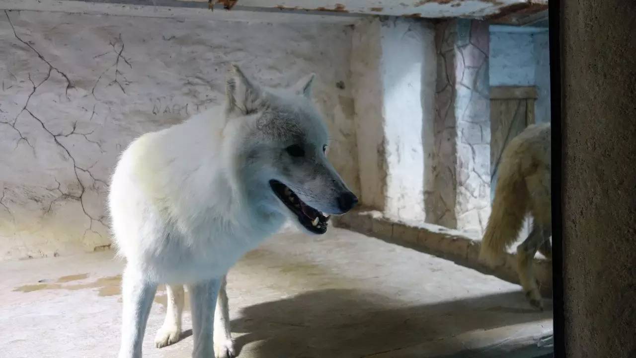 大连东北路有什么好玩的,大连哪里的海岸好玩