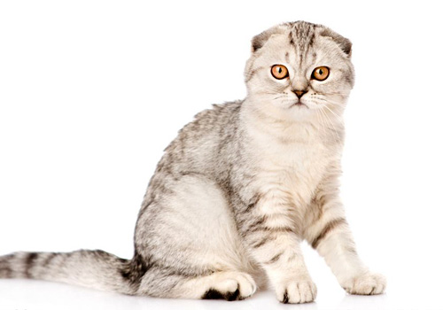 猫咪健康养护的注意事项,猫咪养护的五个注意事项