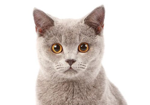 猫咪健康养护的注意事项,猫咪养护的五个注意事项