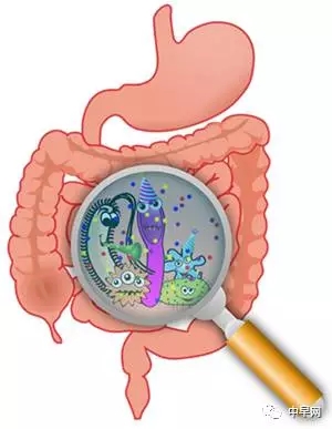 早产儿需要补益生菌和dha吗,爱益森益生菌适合早产儿宝宝吗