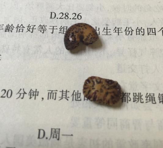 油炸星月还能盘玩吗,油炸星月