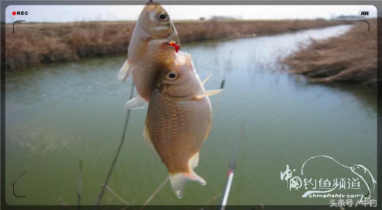 放流才有路亚的乐趣,放流能让资源更丰富