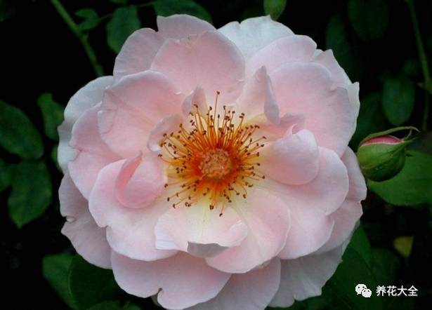 最美最高端的30款月季 (十种绝美的月季)