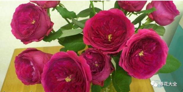 最美最高端的30款月季 (十种绝美的月季)