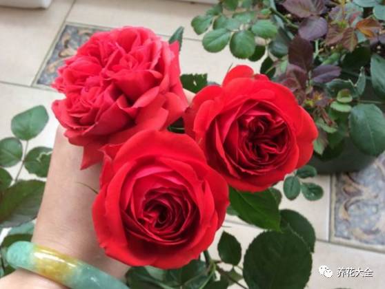 最美最高端的30款月季 (十种绝美的月季)